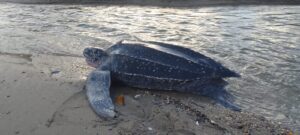 20250513_GrandeRiviere_Turtle.